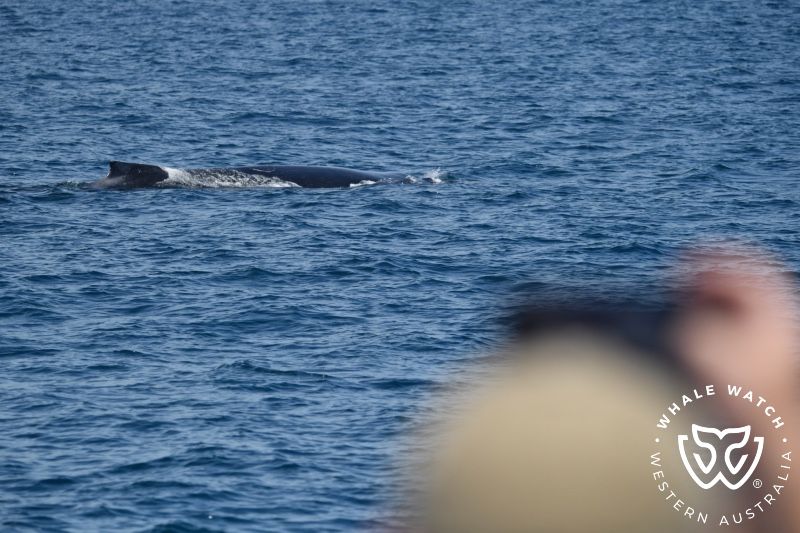 Whale Watch Western Australia