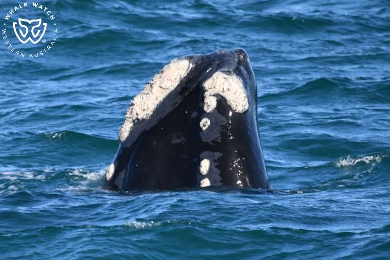 Whale Watch Western Australia