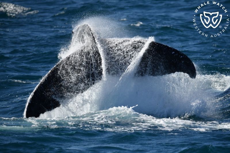 Whale Watch Western Australia