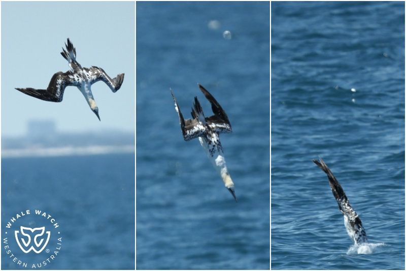 Whale Watch Western Australia