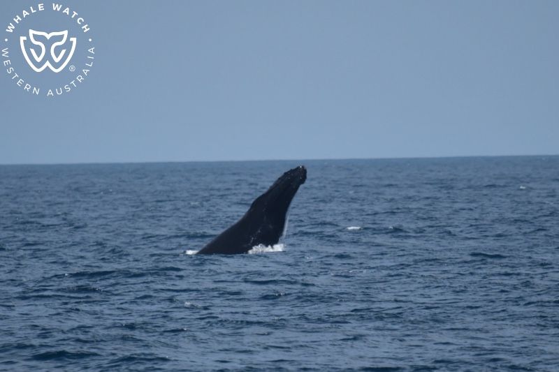 Whale Watch Western Australia