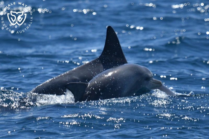 Whale Watch Western Australia