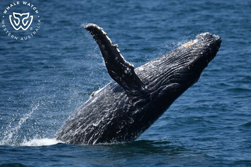 Whale Watch Western Australia