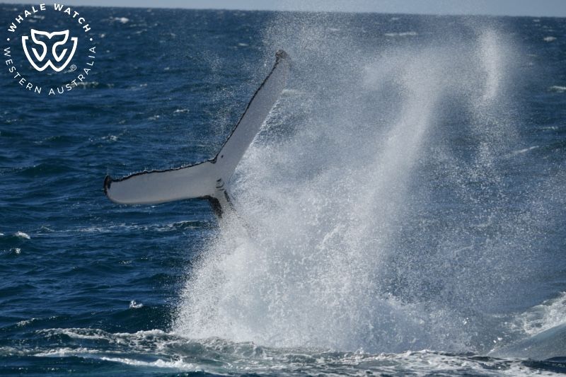 Whale Watch Western Australia