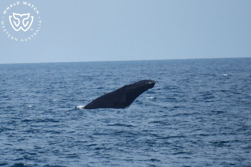 Whale Watch Western Australia