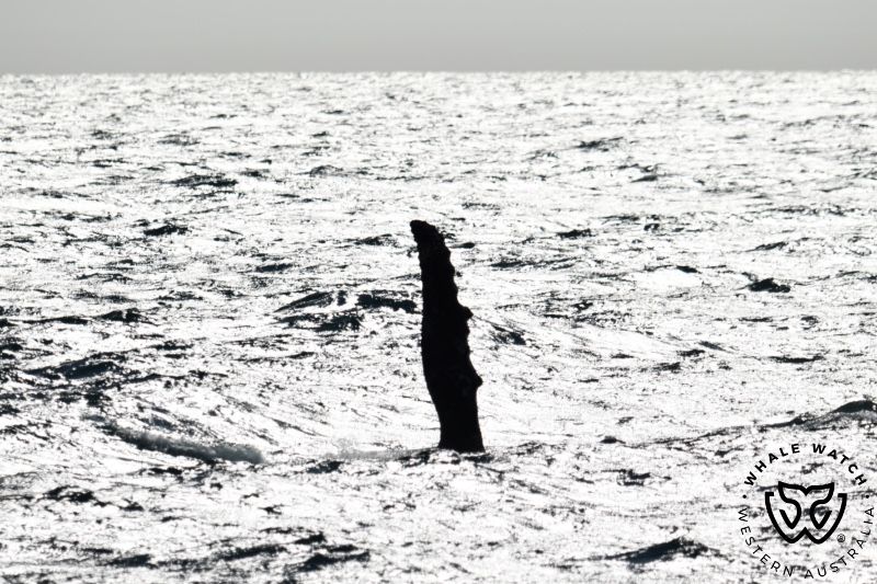 Whale Watch Western Australia