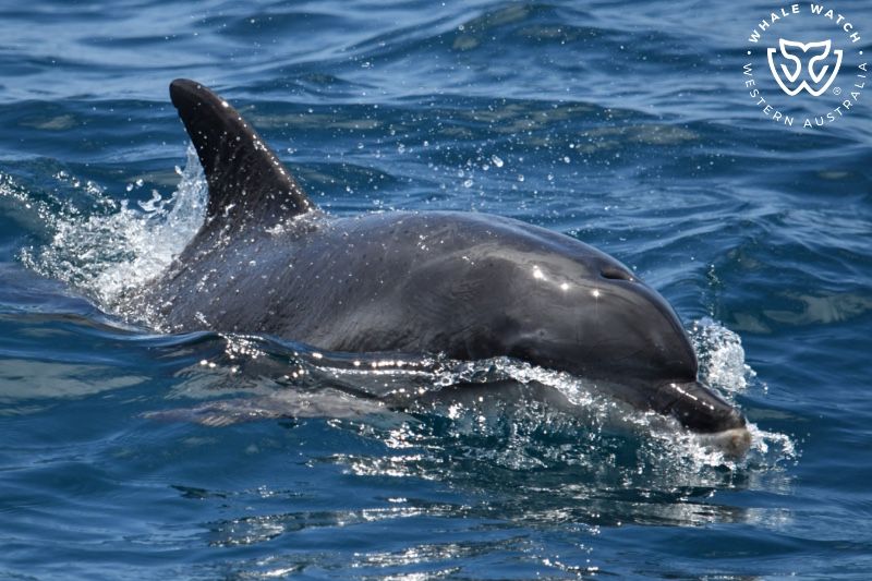 Whale Watch Western Australia