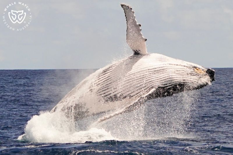 Whale Watch Western Australia