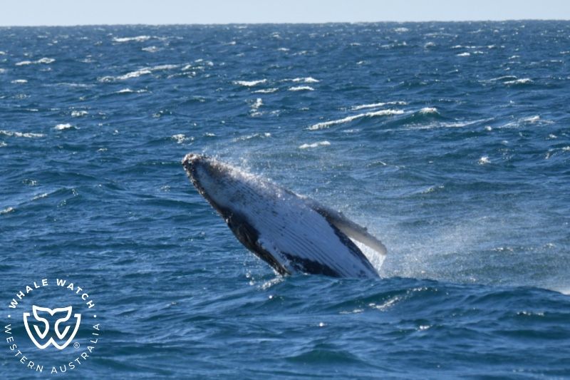 Whale Watch Western Australia