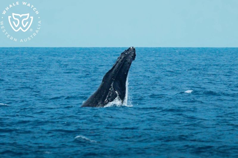 Whale Watch Western Australia