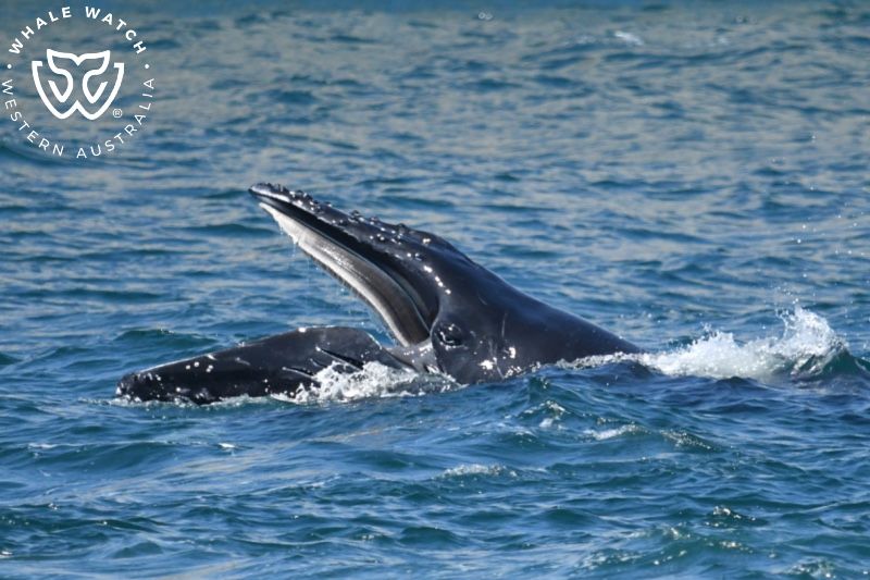Whale Watch Western Australia