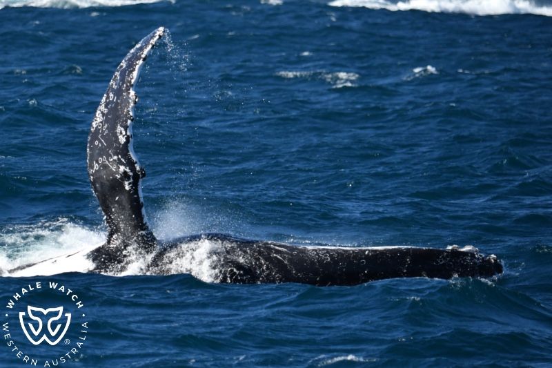 Whale Watch Western Australia