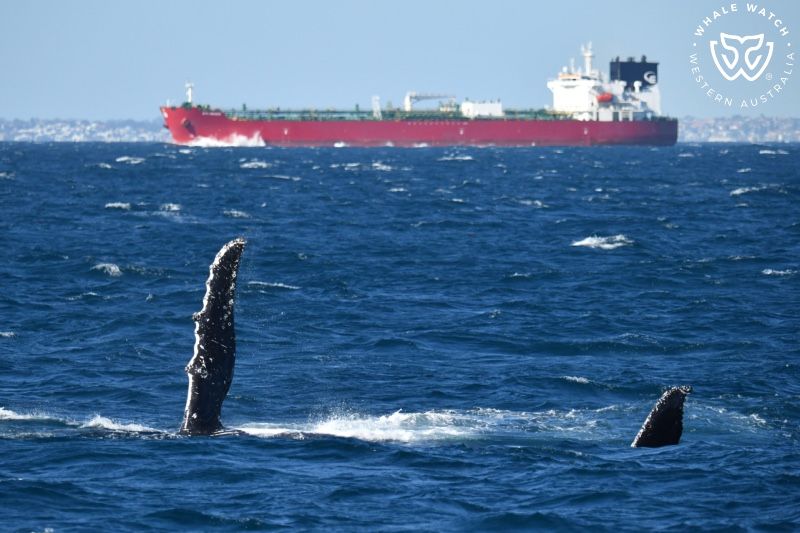 Whale Watch Western Australia