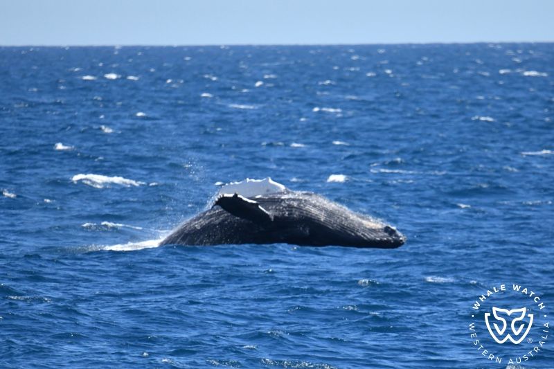 Whale Watch Western Australia