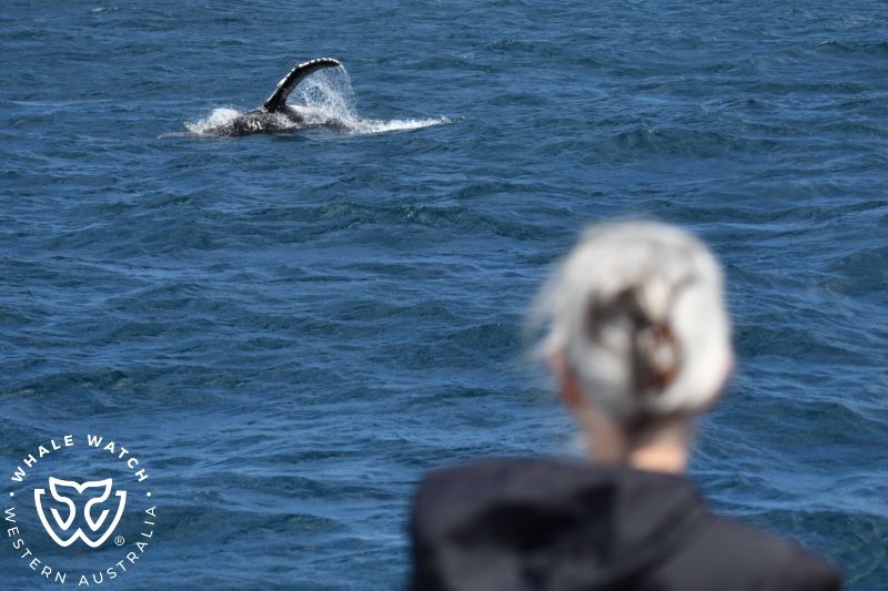 Whale Watch Western Australia