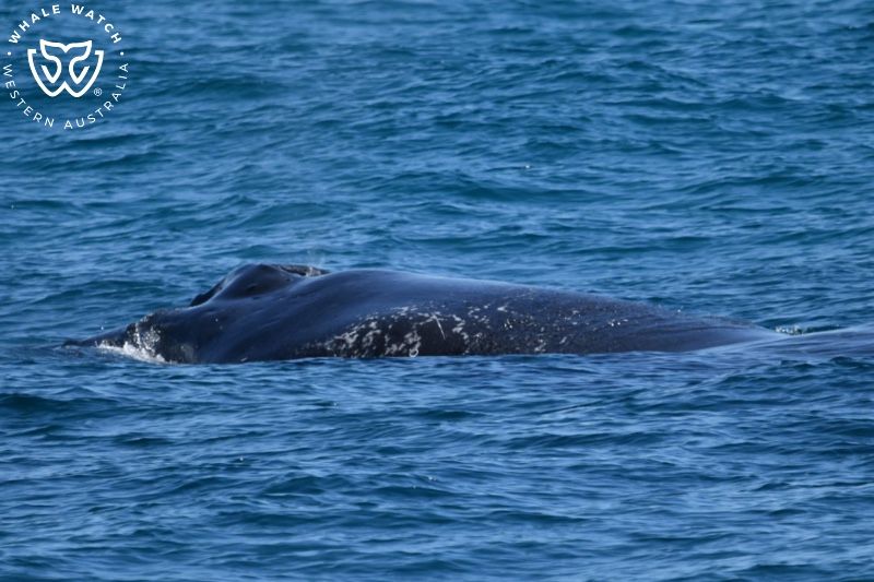 Whale Watch Western Australia