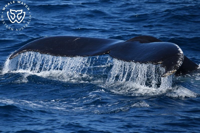 Whale Watch Western Australia