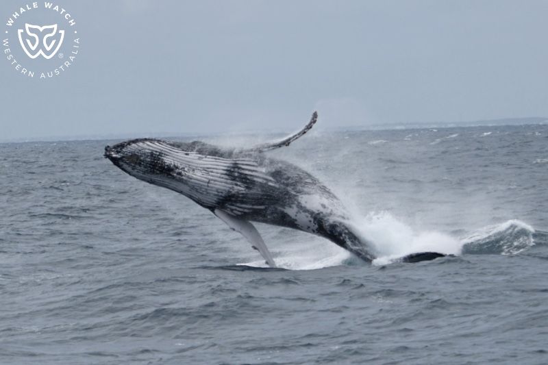 Whale Watch Western Australia