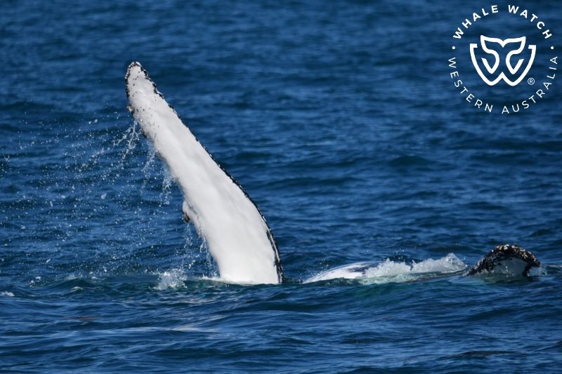 Whale Watch Western Australia