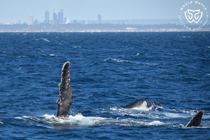 Whale Watch Western Australia