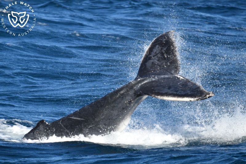 Whale Watch Western Australia