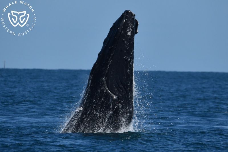 Whale Watch Western Australia