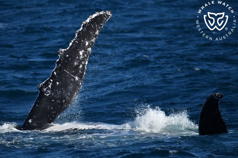 Whale Watch Western Australia