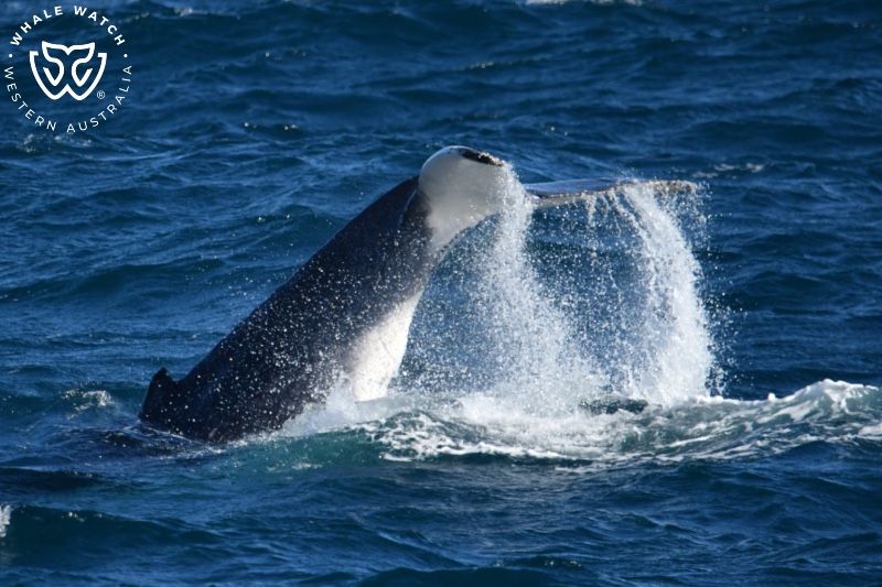 Whale Watch Western Australia