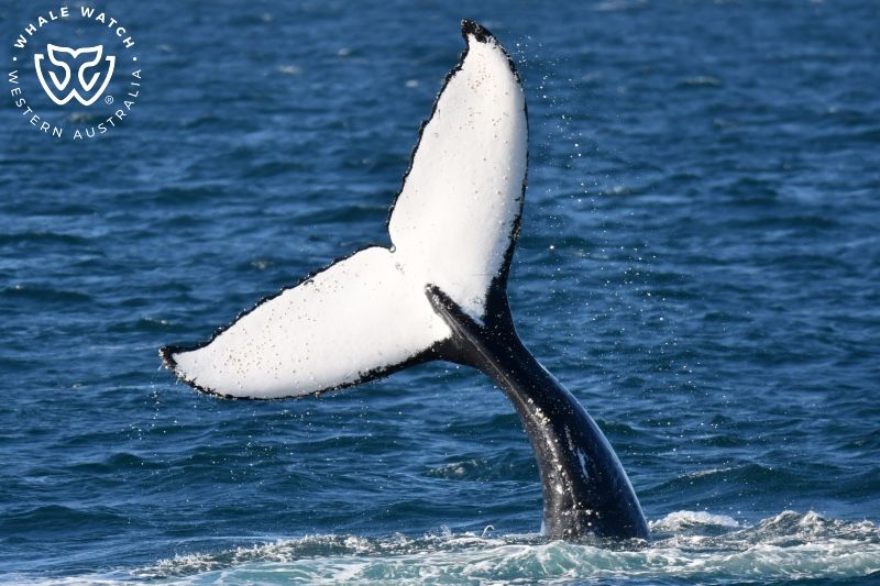 Whale Watch Western Australia