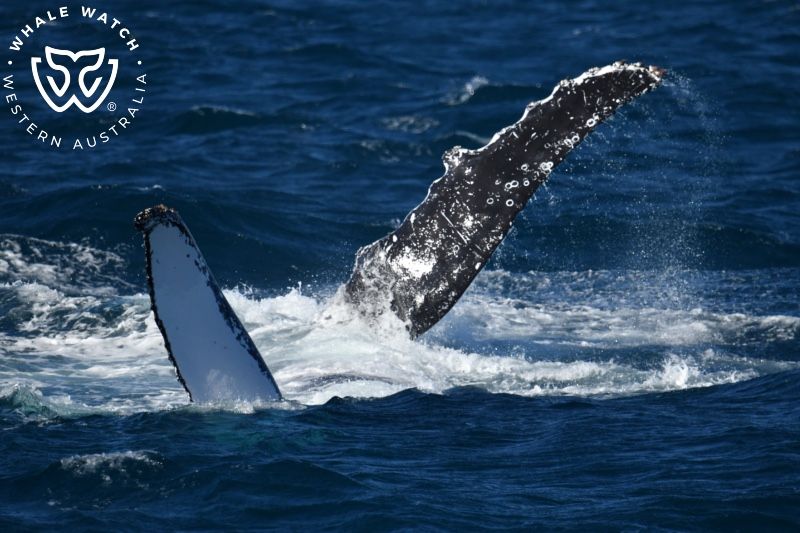 Whale Watch Western Australia