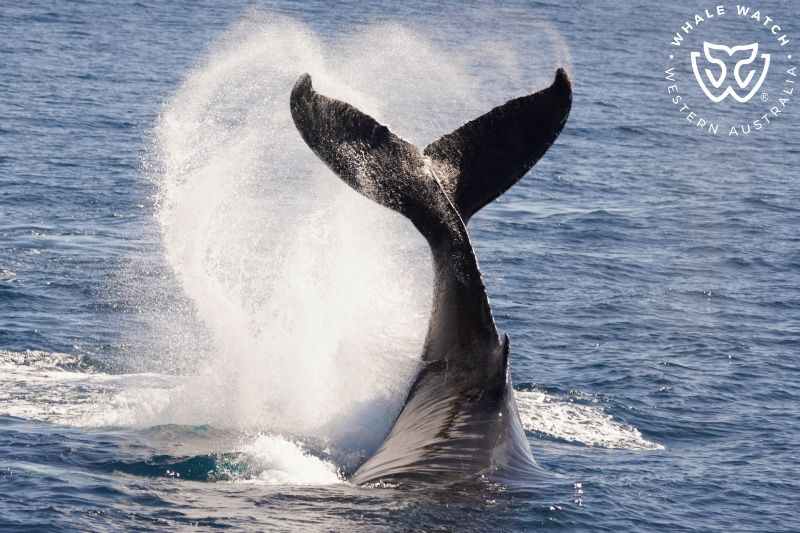 Whale Watch Western Australia