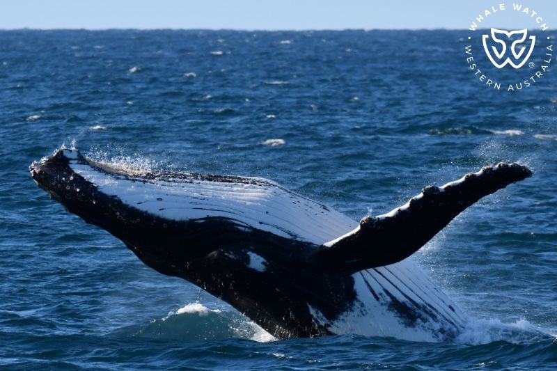 Whale Watch Western Australia