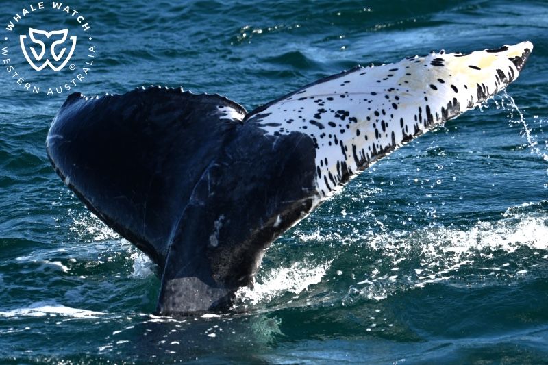 Whale Watch Western Australia