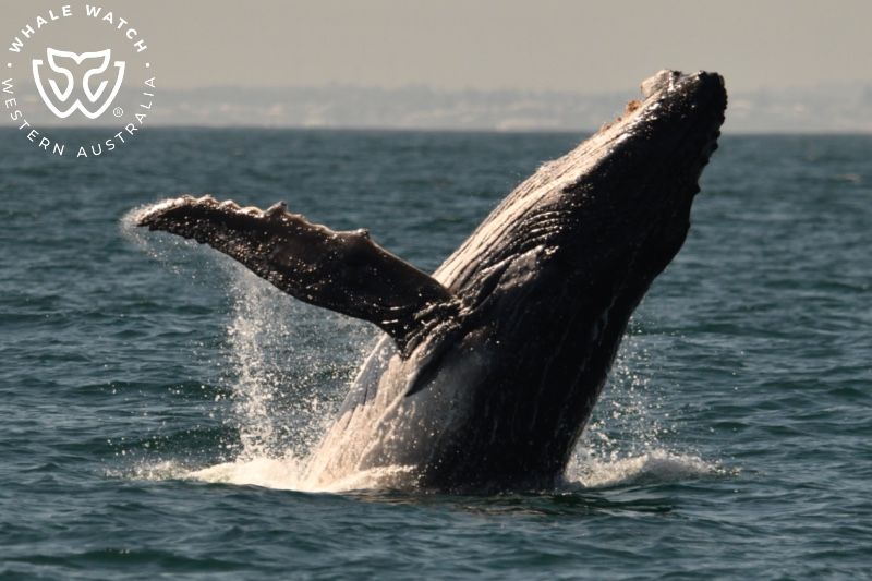 Whale Watch Western Australia