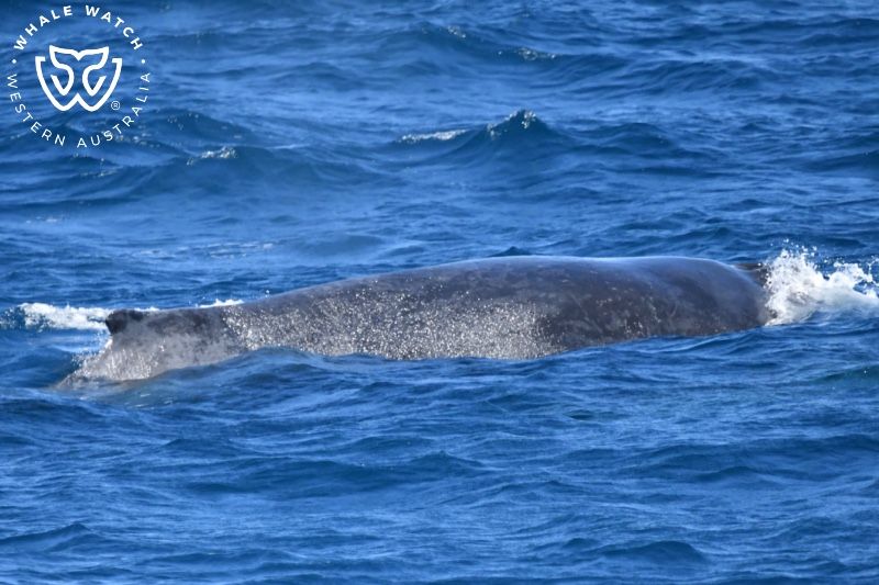 Whale Watch Western Australia