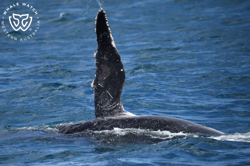 Whale Watch Western Australia