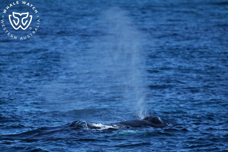 Whale Watch Western Australia