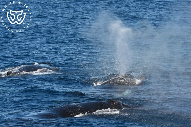 Whale Watch Western Australia