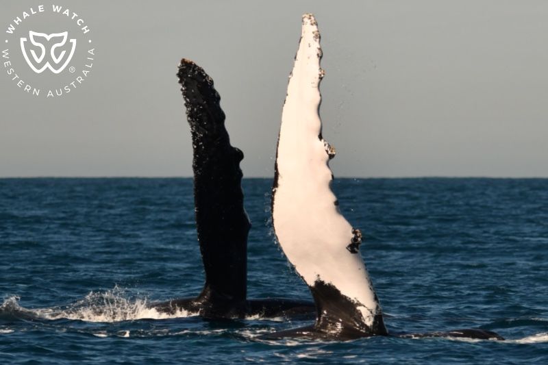 Whale Watch Western Australia