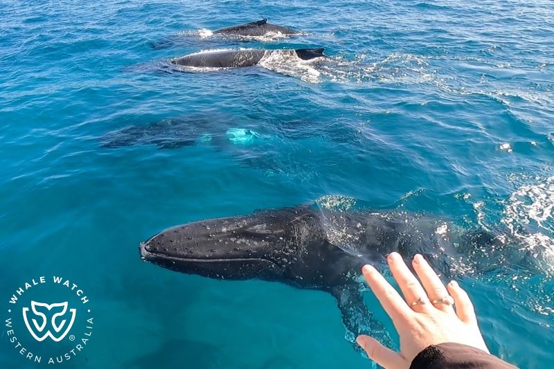 Whale Watch Western Australia