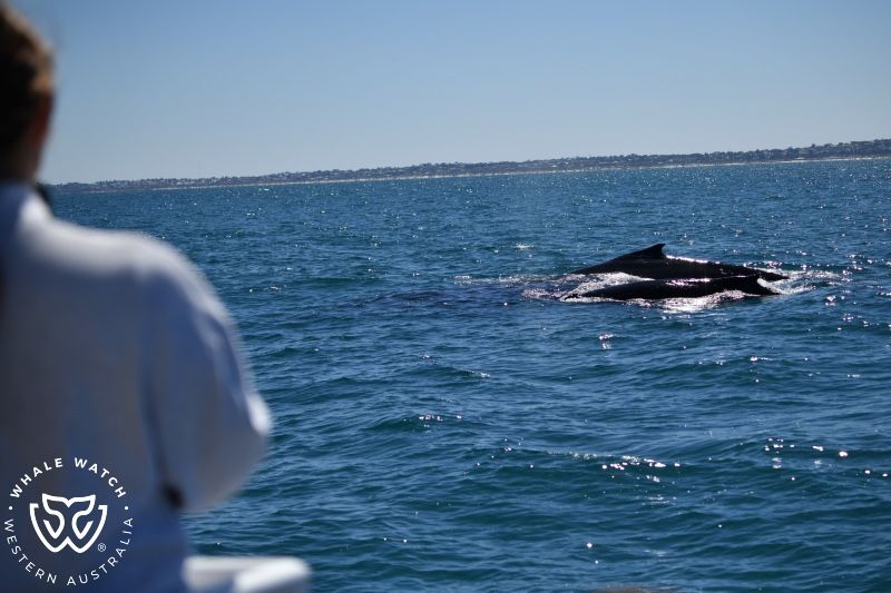 Whale Watch Western Australia