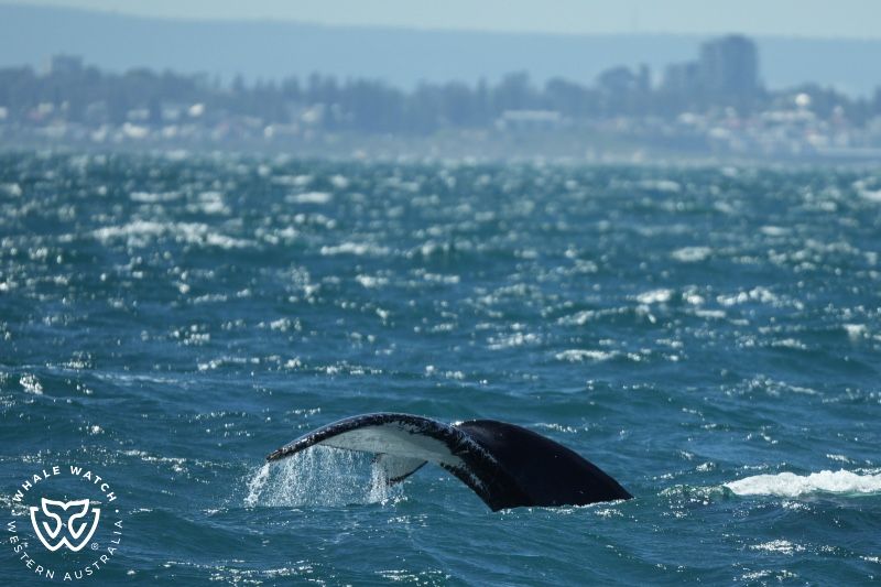 Whale Watch Western Australia