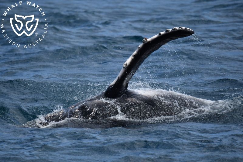 Whale Watch Western Australia