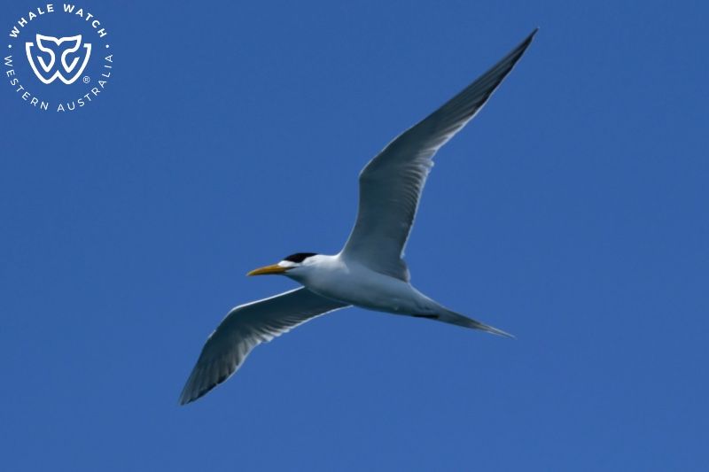 Whale Watch Western Australia