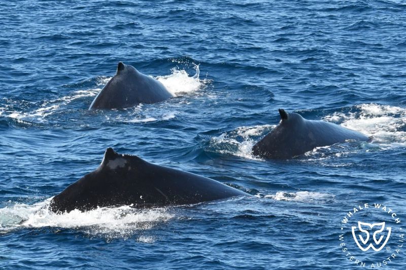 Whale Watch Western Australia
