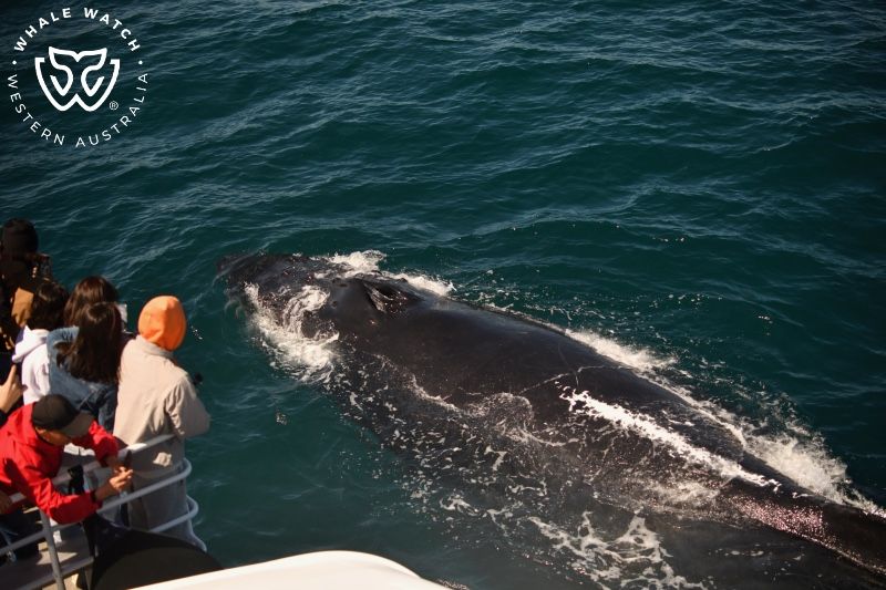 Whale Watch Western Australia