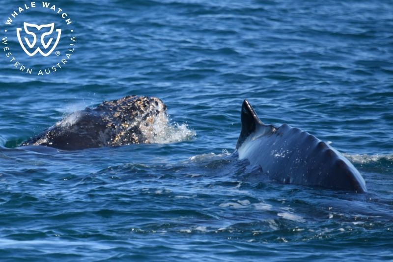 Whale Watch Western Australia