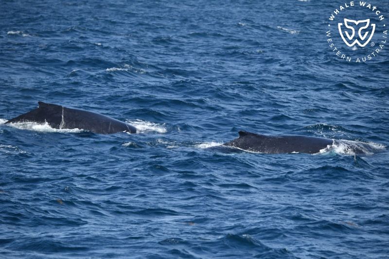 Whale Watch Western Australia