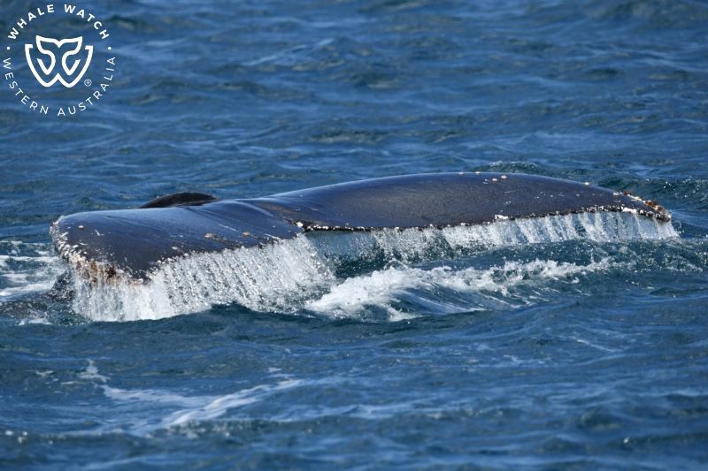 Whale Watch Western Australia