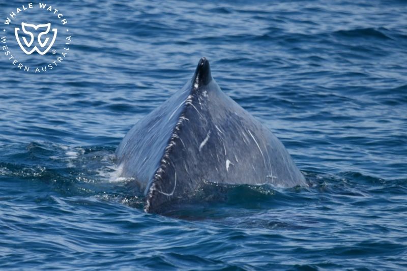 Whale Watch Western Australia